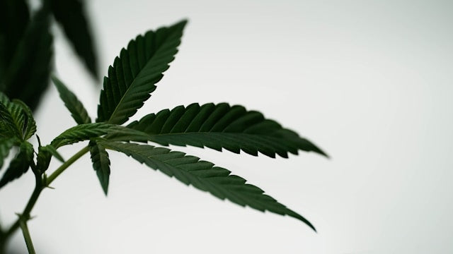 Can You Smoke the Leaves on Weed Plants: A Comprehensive Guide