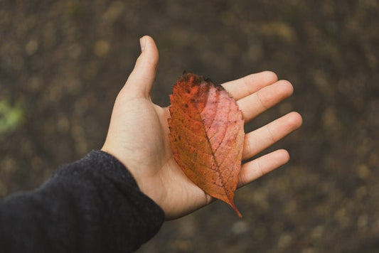 Hand-Selected Leaves for Premium Quality: Elevating Tea Experience
