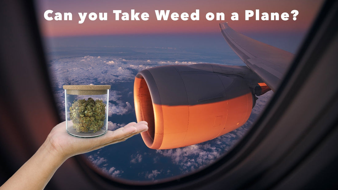 Can You Bring Weed On A Plane? | KingPalm King Palm Can You Bring Weed On A Plane? | KingPalm King Palm