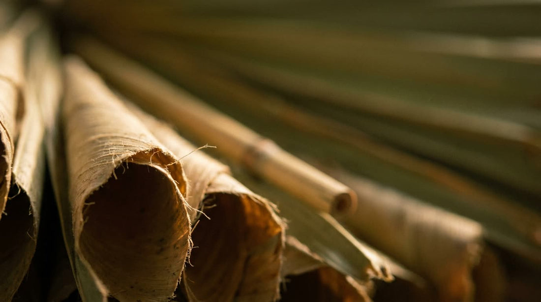 Cones for Smoking: The Complete Guide to Pre-Rolled Cones
