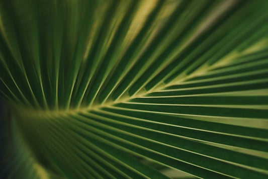 Why Palm Leaf Cones Outperform Paper: A Sustainable Choice