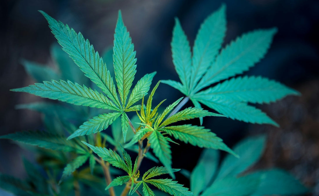 Simple Guide To Understand the Process of Smoking Weed