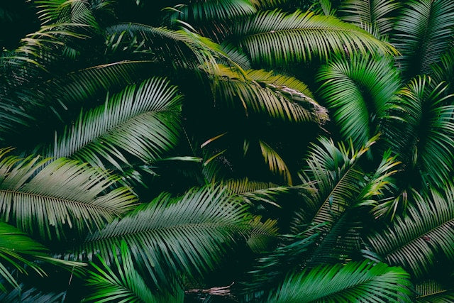 Cordia Palm Leaf Wraps for Purity: Exploring Their Benefits and Uses